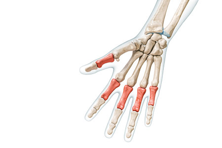 Proximal phalanx bones in red with body 3D rendering illustration isolated on white with copy space. Human skeleton, hand and fingers anatomy, medical diagram, osteology, skeletal system concepts.の写真素材