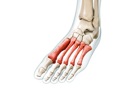 Metatarsal bones or metatarsus in red with body 3D rendering illustration isolated on white with copy space. Human skeleton and foot anatomy, medical diagram, osteology, skeletal system concepts.の写真素材