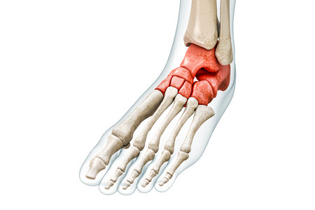 Tarsal bones or tarsus in red with body 3D rendering illustration isolated on white with copy space. Human skeleton, foot and ankle anatomy, medical diagram, osteology, skeletal system concepts.の写真素材