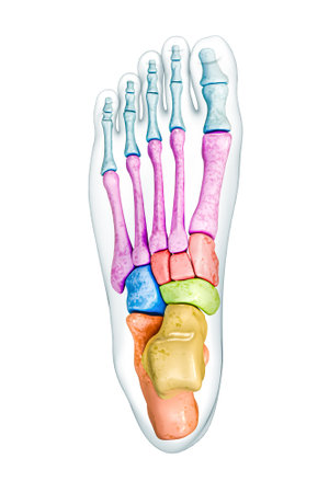 Foot bones superior or dorsal view labeled with colors with body 3D rendering illustration isolated on white with copy space. Human skeleton or skeletal system anatomy, medical diagram concepts.の写真素材