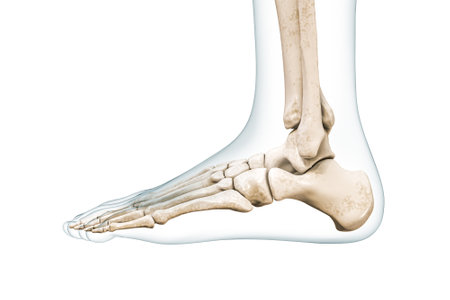 Foot bones lateral view with body outline 3D rendering illustration isolated on white with copy space. Human skeleton and ankle anatomy, medical diagram, osteology, skeletal system concepts.の写真素材