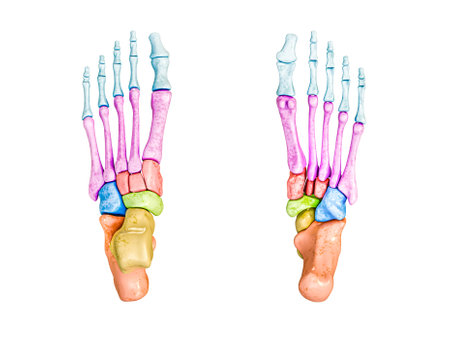 Foot bones inferior and superior view labeled with colors 3D rendering illustration isolated on white with copy space. Human skeleton anatomy, medical diagram, osteology concepts.の写真素材