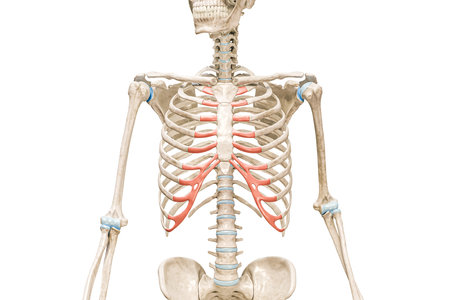 Costal cartilage in red color 3D rendering illustration isolated on white with copy space. Human skeleton and rib cage anatomy, medical diagram, osteology, skeletal system, science, biology concepts.の写真素材