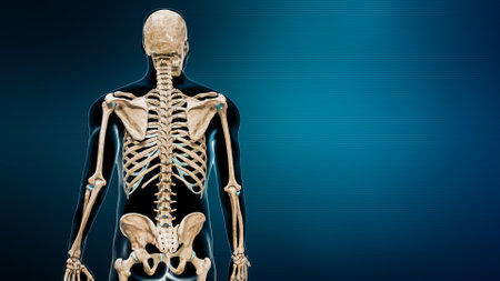 Spinal or vertebral column back view with body 3D rendering illustration on blue background with copy space. Human skeleton and spine or backbone anatomy concepts.の写真素材