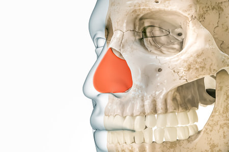 Septal cartilage or septum in red with body outline 3D rendering illustration isolated on white with copy space. Human skeleton and nose anatomy, medical diagram, osteology, skeletal system concepts.の写真素材