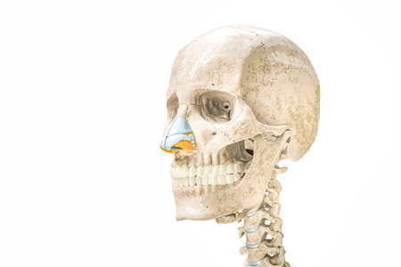 Skull and nose cartilages outline 3D rendering illustration isolated on white with copy space. Human skeleton and head anatomy, medical diagram, osteology, skeletal system concepts.の写真素材
