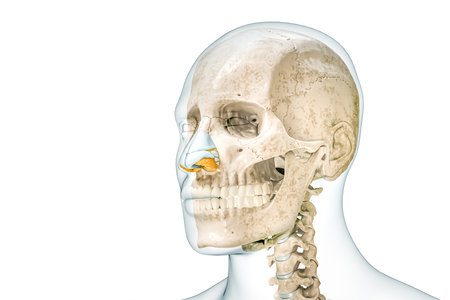 Skull and nose cartilages with male body outline 3D rendering illustration isolated on white with copy space. Human skeleton and head anatomy, medical diagram, osteology, skeletal system concepts.の写真素材