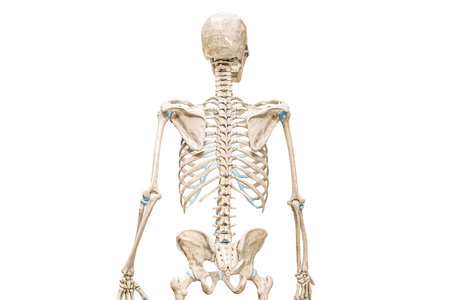 Vertebral or spinal column or backbone back view 3D rendering illustration isolated on white with copy space. Human skeleton and spine anatomy, medical diagram, osteology, skeletal system concepts.の写真素材
