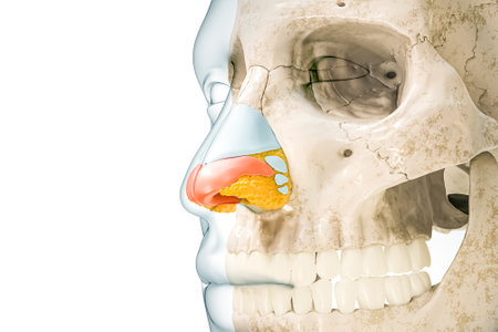 Alar nasal cartilage in red color with body contours 3D rendering illustration isolated on white with copy space. Human skeleton and nose anatomy, medical diagram concepts.の写真素材