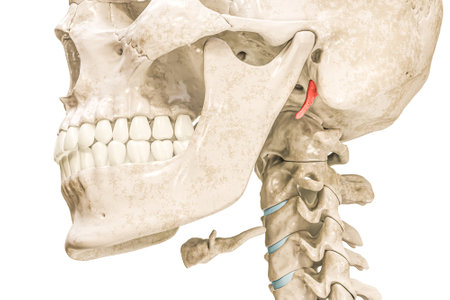 Temporal styloid process in red color 3D rendering illustration isolated on white. Human skeleton and skull anatomy, medical diagram, osteology, skeletal system concepts.の写真素材