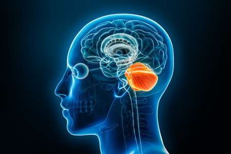 Xray lateral or profile view of the cerebellum 3D rendering illustration with male body contours. Human brain anatomy, medical, biology, science, neuroscience, neurology concepts.の写真素材