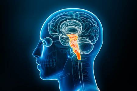 Xray profile view of the brain stem or brainstem with medulla, pons and midbrain 3D rendering illustration. Human body anatomy, medical, biology, science, neuroscience, neurology concepts.の写真素材