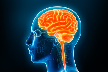 Profile view of the brain and the spinal cord x-ray 3D rendering illustration. Human body and central nervous system anatomy, medical, biology, science, neuroscience, neurology concepts.の写真素材