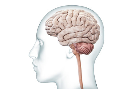 Human brain with cerebellum and brainstem profile view with body accurate 3D rendering illustration. Neurology, neuroscience, anatomy, medical diagram, nervous system concepts.の写真素材