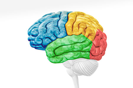 Cerebral cortex lobes in color profile view isolated on white background accurate 3D rendering illustration. Human brain anatomy, neurology, neuroscience, medical and healthcare, biology concept.の写真素材