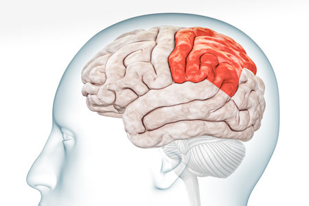 Cerebral cortex parietal lobe in red color profile view with body isolated on white background 3D rendering illustration. Human brain anatomy, neurology, neuroscience, medical and healthcare concept.の写真素材