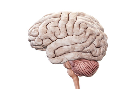 Human brain with cortex, cerebellum and brain stem profile view isolated on white background accurate 3D rendering illustration. Anatomy, neurology, neuroscience, medical and healthcare concept.の写真素材
