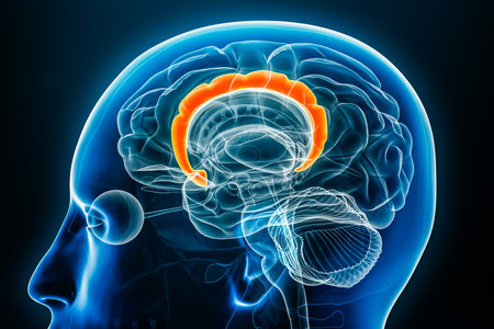 Cingulate gyrus x-ray profile close-up view 3D rendering illustration with body contours. Human brain and limbic system anatomy, medical, biology, science, neuroscience, neurology concepts.の写真素材