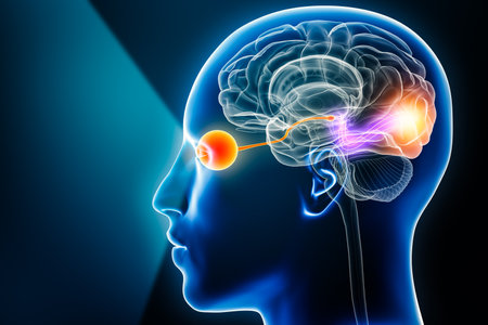 Visual pathway with eye, optic nerve and visual cortex 3D rendering illustration with copy space. Human brain and sensory system anatomy, medical, neuroscience, neurology, ophthalmology concepts.の写真素材