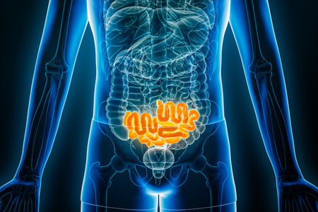 X-ray anterior or front view of human ileum, part of the small intestine, 3D rendering illustration...