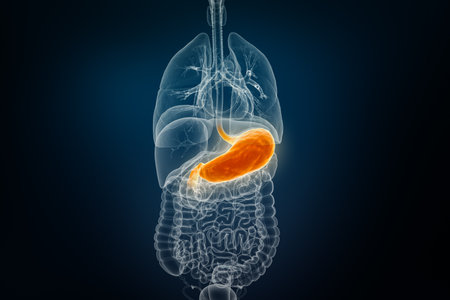 X-ray anterior or front view of human stomach 3D rendering illustration on blue background. Anatomy,...