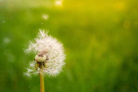dandelion on green background with wind and lights