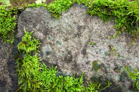 Moss on stone backgroundの写真素材