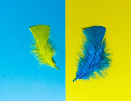 Craft flat lay with feathers and coloured cardの写真素材
