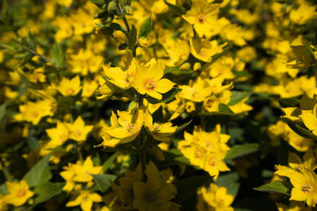 Lysimachia punctata. Yellow Loosestrife flowers in summer. UK gardening.