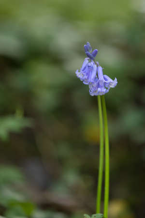 Isolated bluebell with a long stem in a British woodland. UK wildflowerの写真素材