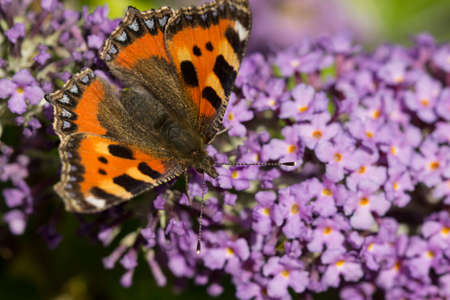 buddleja davidii flowers in a UK garden. Butterfly collecting nectar in spring and summerの写真素材