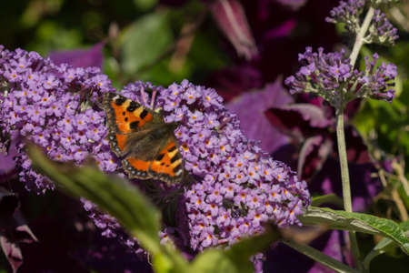 buddleja davidii flowers in a UK garden. Butterfly collecting nectar in spring and summer