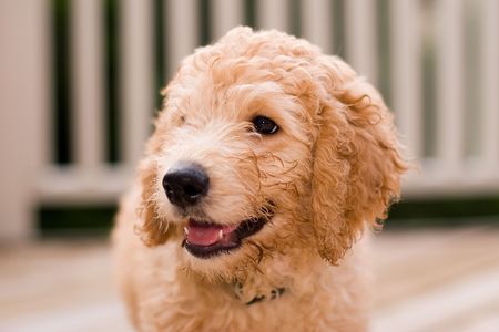 Labradoodle puppy at 10 weeks of age
の写真素材