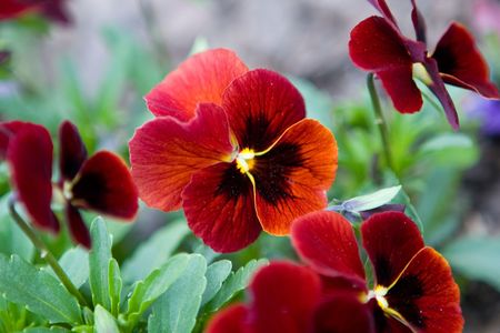 Blooming red flower with black and yellow detailsの写真素材