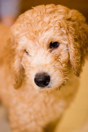 Labradoodle puppy at 10 weeks of age
の写真素材