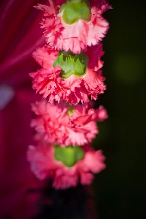 A string of four pink carnationsの写真素材