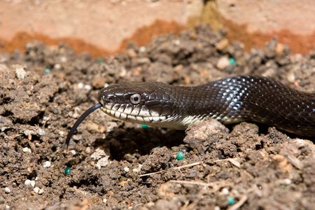 Black Rat snake with tongue extended