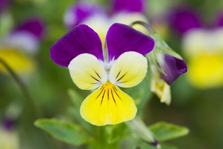 Purple and yellow blooming flowerの写真素材