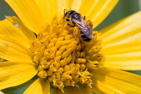 Bright yellow flower closeup with bumble bee