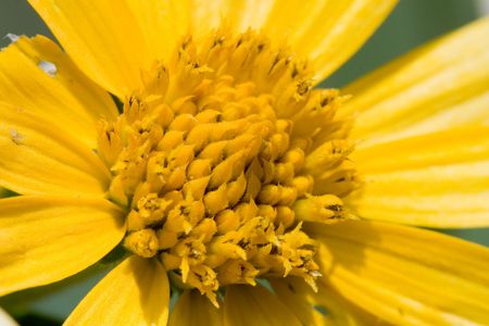Bright yellow flower closeup with bumble beeの写真素材