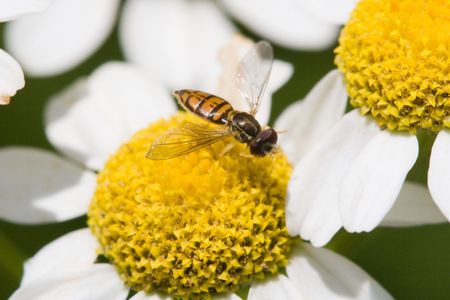 Blooming yellow flower with bee