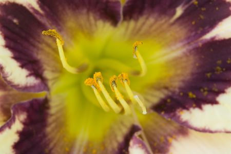 Blooming colorful flowers with visible pollenの写真素材