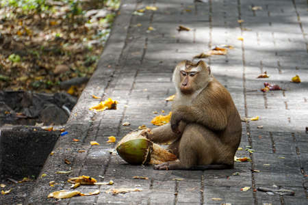 Sitting macaque monkey holding a coconutの写真素材