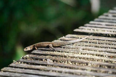 A brown lizard (Lacerta agilis) basking in the sun on the bridgeの写真素材