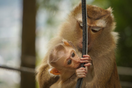 Little monkey playing with the macaque motherの写真素材