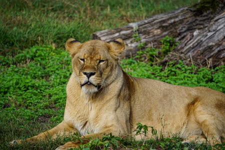 Lion lying on the grass, rest on the grassの写真素材