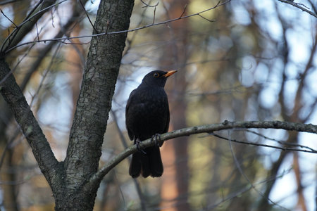 Blackbird (Turdus merula) waiting on a branch in the forestの写真素材