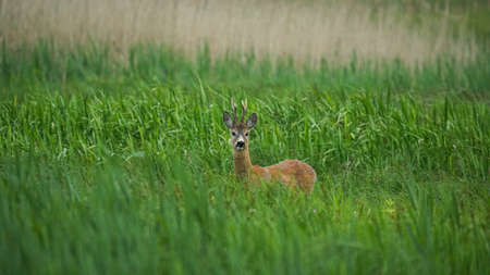 Male Roe Deer (Capreolus capreolus) walks on a green meadow. Male deer hidden in tall green grass. Animal in a natural habitatの写真素材