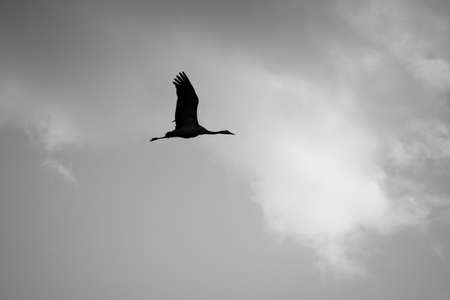 Common crane (Grus grus) in flight. A silhouette of crane in flight. Crane flies at sunset, cloudy sky. Big bird in the natural habitat. Black and white photoの写真素材