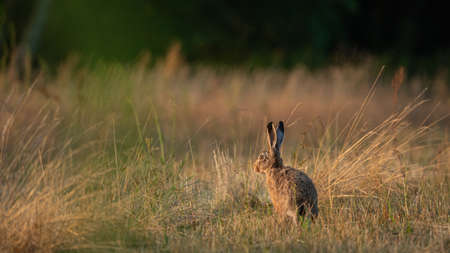 European Brown Hare (Lepus Europaeus) resting in a meadow. The hare is basking in the sun. Hare in...